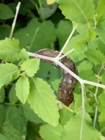 100_0545.webp