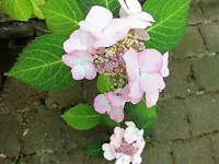 DSCI0504.webp