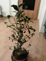 Mamas Baum 1.jpg