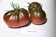 IMG_6190b.webp