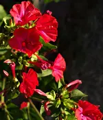 2018red07.webp