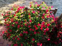 2018red08.webp