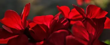 2018red09.jpg