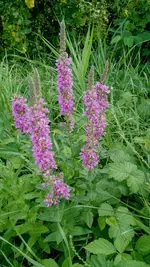 IMG_20180806_173259100.webp