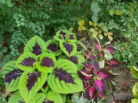 20180731_183004.webp