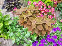 20180731_182942.webp