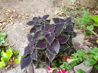 20180731_182931.webp
