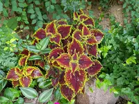 20180731_182922.webp