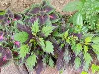 20180731_182918.webp