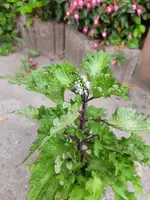 20180731_182838.webp