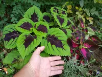 20180731_183018.webp