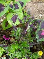 20180731_182859.webp