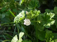 Unkraut_07_08_2018 (4).webp