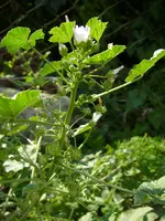 Unkraut_07_08_2018 (5).webp
