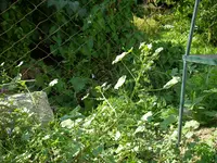 Unkraut_07_08_2018 (6).webp