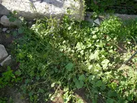 Unkraut_07_08_2018 (7).webp