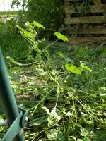 Unkraut_07_08_2018 (8).webp