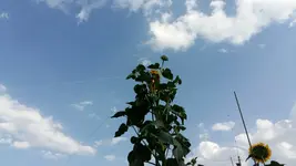 15336554018651991127872.webp