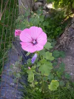 Malven_07_08 (7).webp