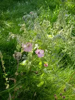 Malven_07_08 (8).webp