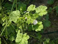 Malven_07_08 (1).webp