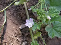 Malven_07_08 (3).webp
