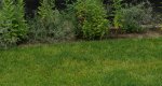 Sunny Green.jpg