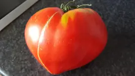 venus450g.webp