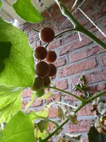 P1100622Black Cherry Frucht.jpg
