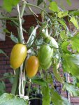 P1100623Blush Frucht.jpg