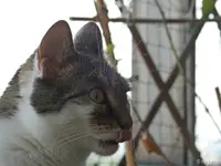 c061.webp
