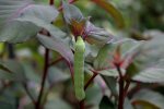 Raupe0610a.jpg