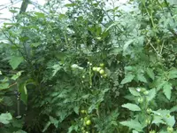BILD0489.webp