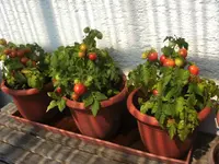 BILD0503.webp