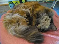 IMGP6564.webp
