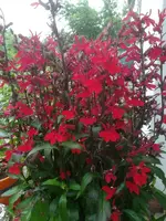 IMG_20180808_180525.webp