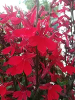 IMG_20180808_180551.webp