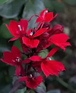 2018red12.webp
