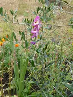 P1040328 Gladiole 2.webp