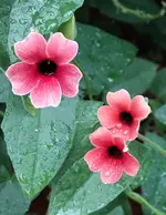 2018blmn07.webp