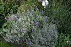 Steinquendel0107c.webp