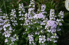 Steinquendel0210a.webp