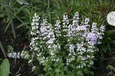 Steinquendel0310.webp