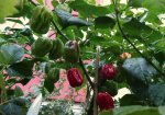 Habanero Red.jpg
