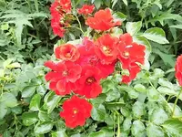 DSCI0084.webp