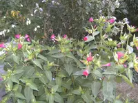 BILD0498.webp
