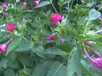 BILD0499.webp