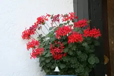 Terasse  2918.webp