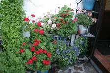 Terasse  3018.webp