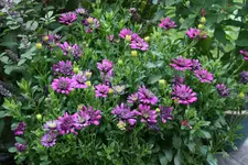 Terasse  3318.webp